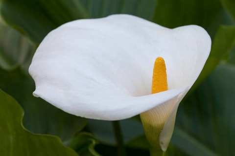 Calla lily or arum lily (Zantedeschia aethiopica)