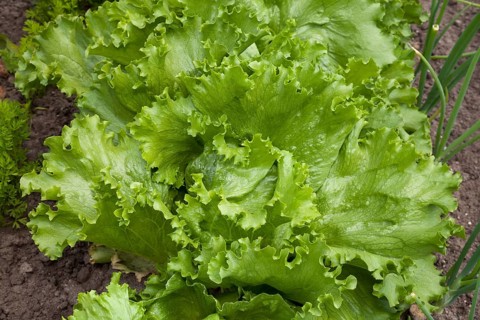Iceberg lettuce (Lactuca sativa) in a vegetable patch