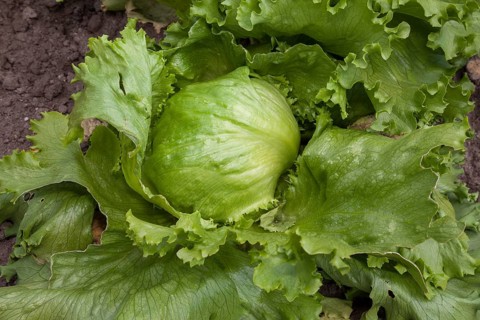 Iceberg lettuce (Lactuca sativa) in a vegetable patch