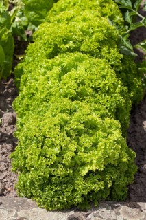 Lettuce (Lactuca sativa)