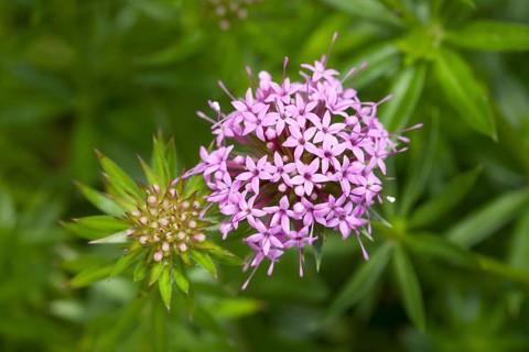 Creeping Crosswort (Phuopsis stylosa)