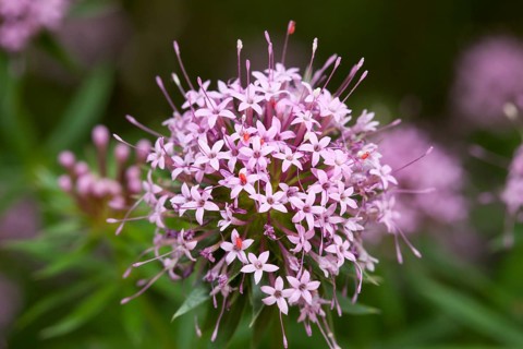 Creeping Crosswort (Phuopsis stylosa)