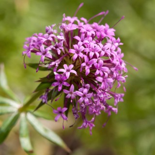 Creeping Crosswort (Phuopsis stylosa)
