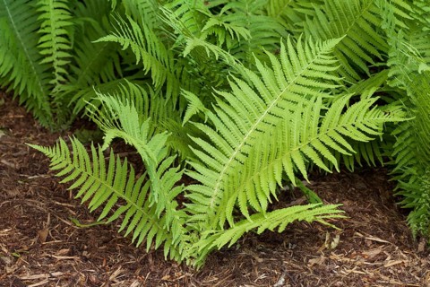 Ostrich fern