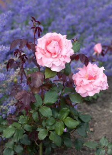 Hybrid tea rose Piroschka