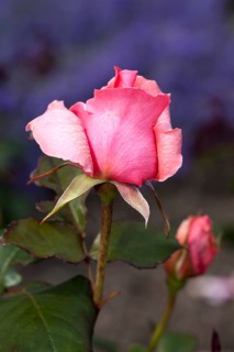 Hybrid tea rose Piroschka