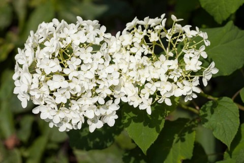 Hills-of-snow hydrangea (Hydrangea arborescens)