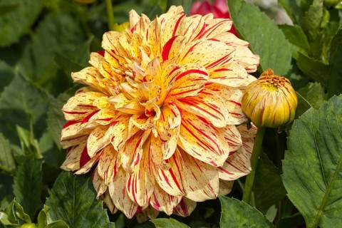 Connell's Gloriosa dahlia (Dahlia x hybrida)