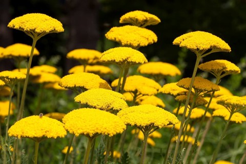 Yarrow (Achillea filipendulina)