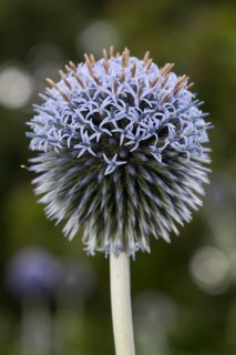 Southern globethistle (Echinops ritro)