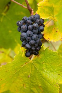 Ripe blue grapes (Vitis sp.) on vine