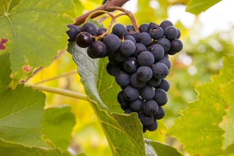 Ripe blue grapes (Vitis sp.) on vine