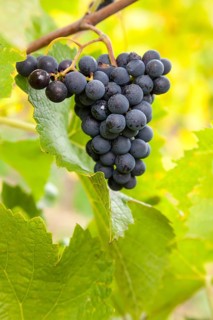 Ripe blue grapes (Vitis sp.) on vine