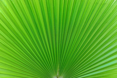 Palm fronds