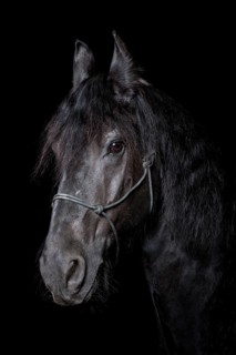 Domestic horse (Equus ferus caballus)