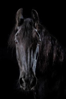 Domestic horse (Equus ferus caballus)