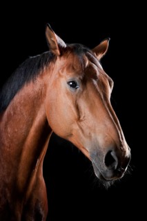 Domestic horse (Equus ferus caballus)