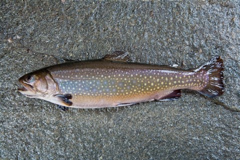Char or charr (Salvelinus sp.) lying on stone slab with open mouth