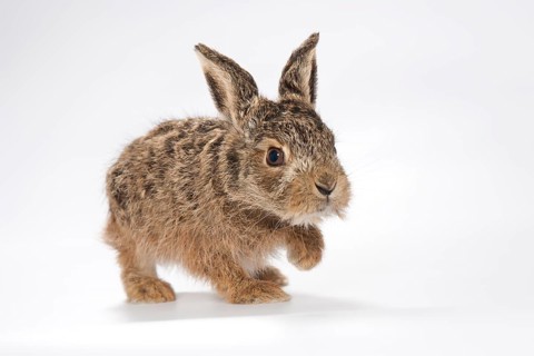 European hare (Lepus europaeus)