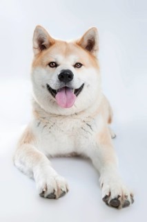 Akita Inu (Canis lupus familiaris)