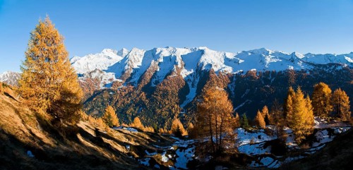 Yellow larches (Larix sp.)