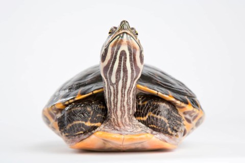 Yellow-bellied slider (Trachemys scripta scripta)