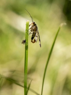 Common Scorpionfly (Panorpa communis)