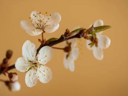 Blooming Zibarte (Prunus domestica ssp. prisca)