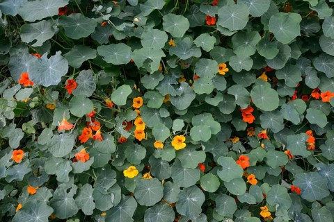 Nasturtium (Tropaeolum majus)