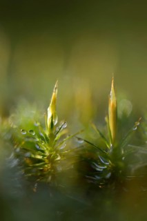 Common Haircap Moss (Polytrichum commune)