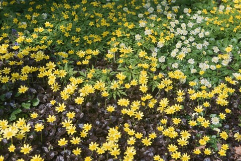 Lesser Celandine (Ranunculus ficaria 'Brazen Hussy' and 'Salmon`s White') and Yellow Anemone (Anemone ranunculoides)