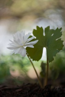 Bloodroot (Sanguinaria canadensis 'Flore Pleno')