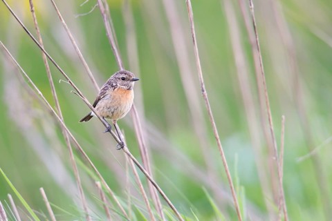 Stonechat (Saxicola rubicola)
