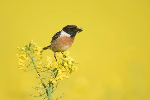 Stonechat (Saxicola rubicola)