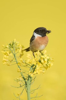 Stonechat (Saxicola rubicola)