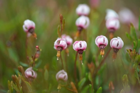 Cranberry (Vaccinium oxycoccus)