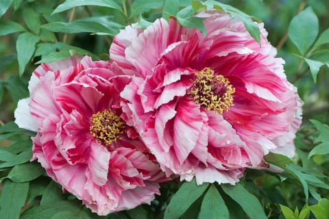 Tree Peony (Paeonia suffruticosa 'Shima-Nishiki')