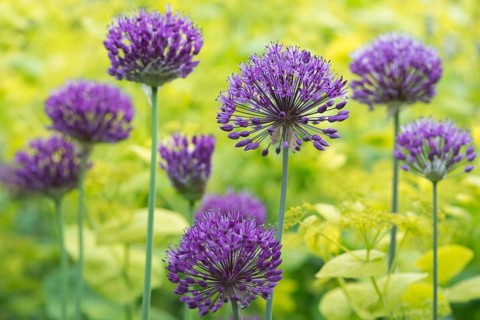 Onion flowers (Allium 'Purple Splendour') and Horse Parsley (Smyrnium perfoliatum)