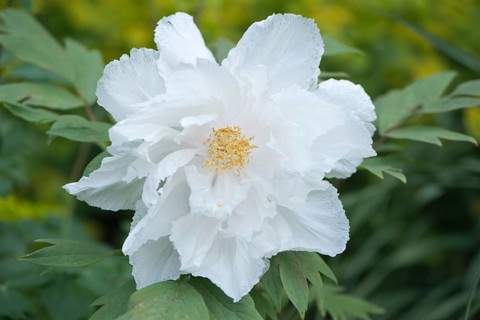 Tree Peony (Paeonia suffruticosa 'Godaishu')