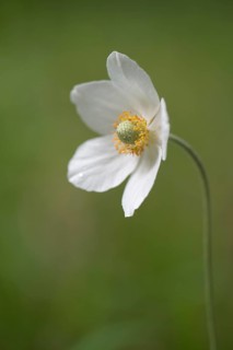 Snowdrop Anemone (Anemone sylvestris)
