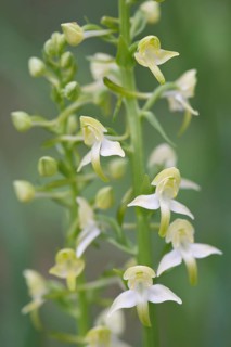 Greater Butterfly-orchid (Platanthera chlorantha)
