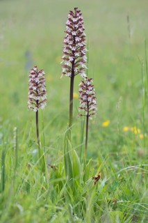 Lady Orchid (Orchis purpurea)