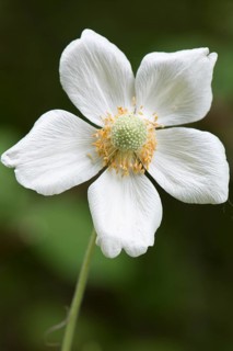 Snowdrop Anemone (Anemone sylvestris)