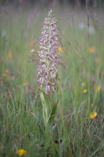 Lizard Orchid (Himantoglossum hircinum)