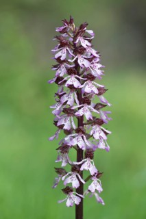 Lady Orchid (Orchis purpurea)