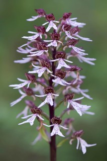 Natural hybrid Military Orchid x Lady Orchid (Orchis militaris Orchis purpurea x)