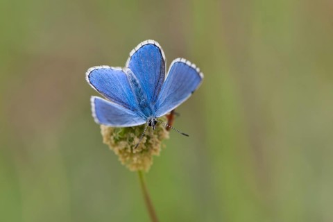 Amanda's Blue (Plebicula amanda)