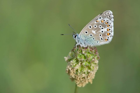 Amanda's Blue (Plebicula amanda)