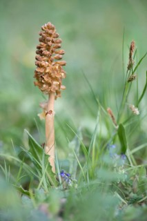Bird's-nest Orchid (Neottia nidus-avis)