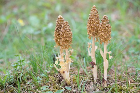 Bird's-nest Orchid (Neottia nidus-avis)